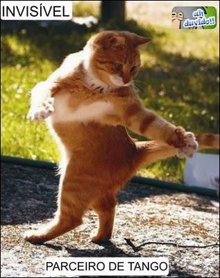 Um gato dançando tango
